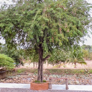 Sour Tamarind Seeds