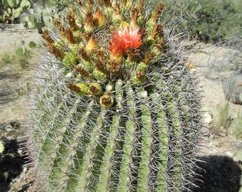 Barrel Cactus Seeds Ferocactus wislizeni