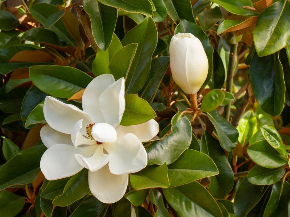 True Southern Heirloom White Magnolia Flower High-quality