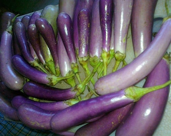 Chinese Eggplant seeds ~ Solanum melongena