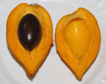 yellow sapote/Canistel/eggfruit seeds