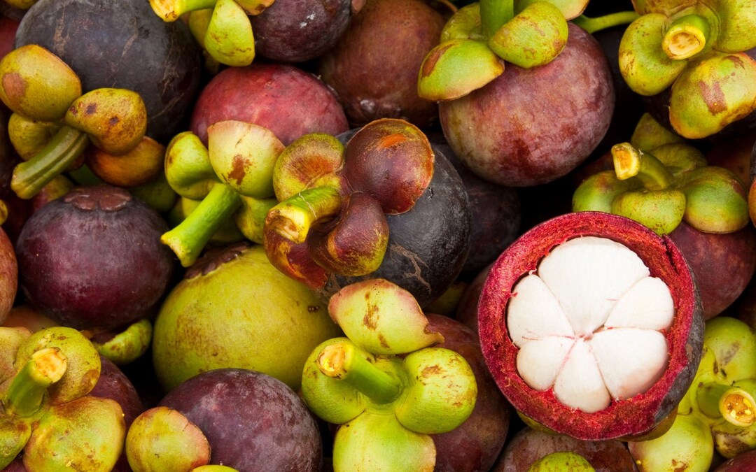 Mangosteen Seed/ Garcinia Mangostana Etsy