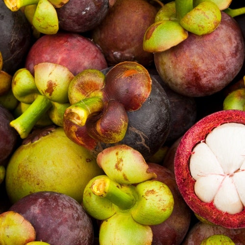 mangosteen seed/ Garcinia mangostana