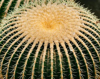Golden Barrel Cactus Seeds Echinocactus grusonii