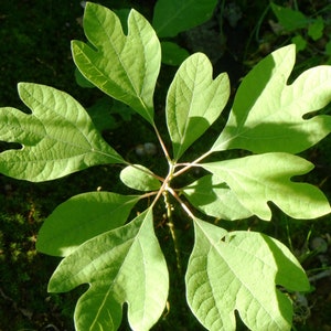 sassafras berry seeds