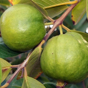 semilas de guava imagem 1