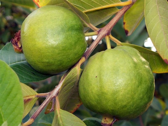 Thai guava seeds