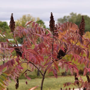 75 Smooth sumac seeds