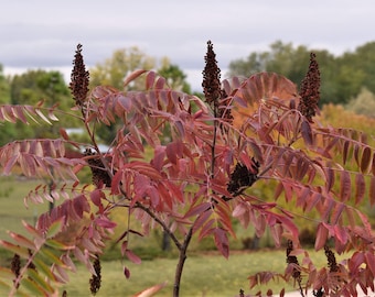 Peut inclure: Un gros plan d'un arbre aux feuilles rouges et aux gousses de graines brunes. L'arbre est en automne et les feuilles commencent à brunir.