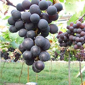 50 Giant Kyoho Grape Seeds Japanese Sweet Vine Plant Seed RARE - Foto 9