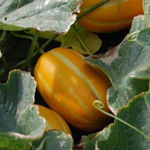 korean melon seeds