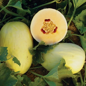 crenshaw melon seeds