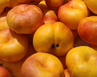 Donut Nectarine seed Prunus persica var. platycarpa