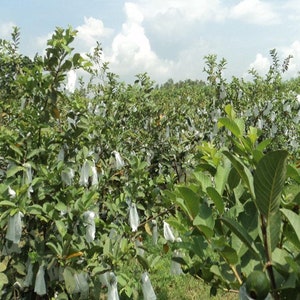 semilas de guava imagem 3