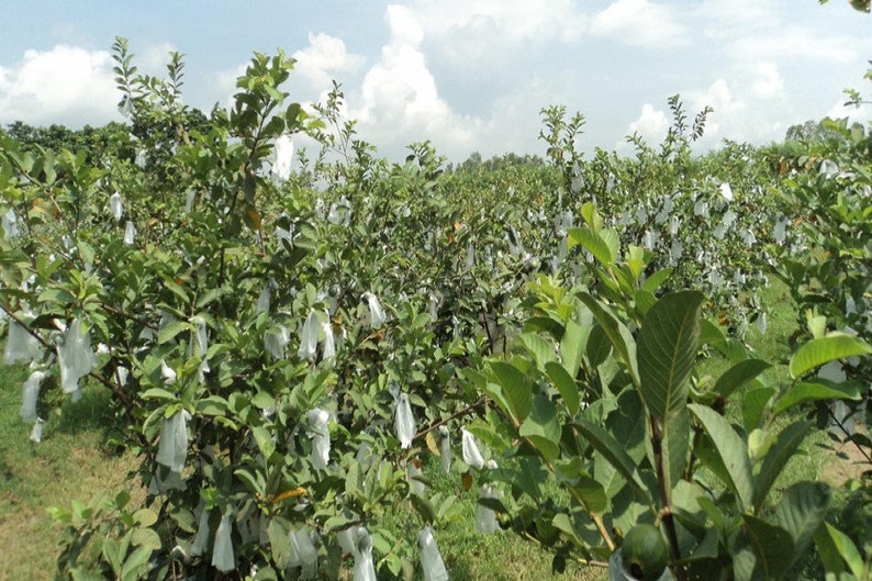 semilas de guava imagem 3