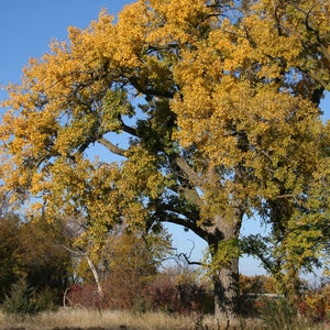 May include: A large tree with yellow leaves against a blue sky. The tree is in the centre of the image and is surrounded by other trees with autumn foliage.