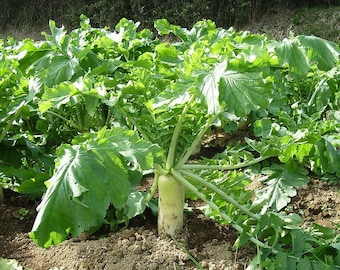 daikon radish seeds