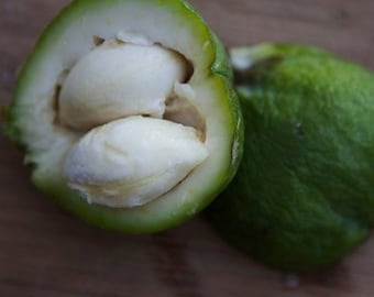 White sapote seeds/ Casimiroa edulis