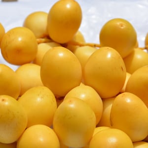 medjool Date tree seeds.