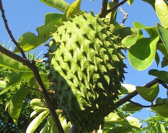 Soursop/ Guanabana seeds