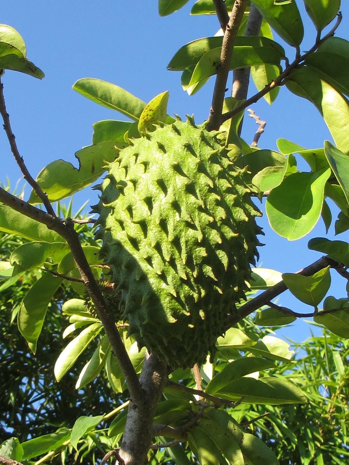 Soursop/ Guanabana seeds