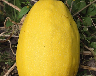 Spaghetti Squash Seeds Cucurbita Pepo