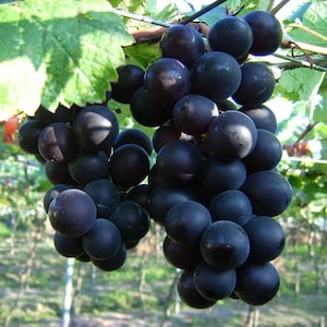 Kyoho Grape seeds