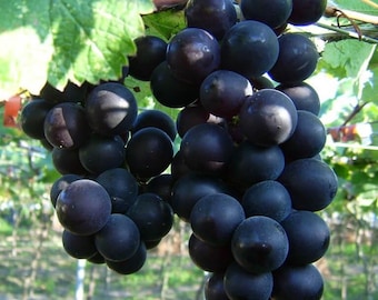 Kyoho Grape seeds