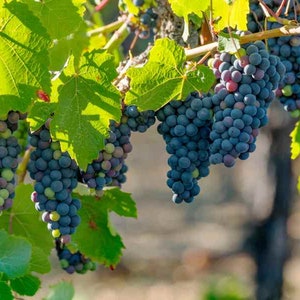 Puede incluir: Primer plano de un racimo de uvas moradas maduras colgando de una vid. Las uvas están agrupadas y tienen una textura ligeramente afelpada. Las hojas de la vid son verdes y exuberantes.