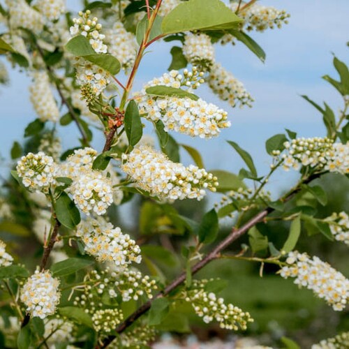 Choke Cherry Seeds Etsy