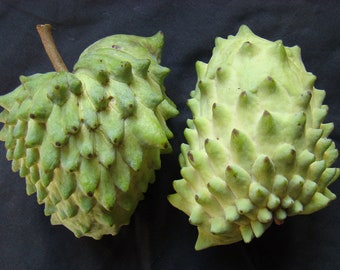 atemoya seeds