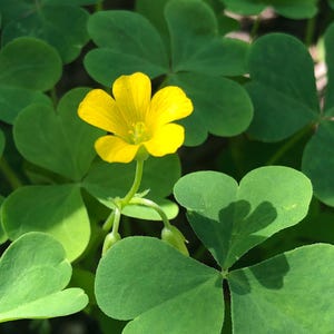 Oxalis stricta samen