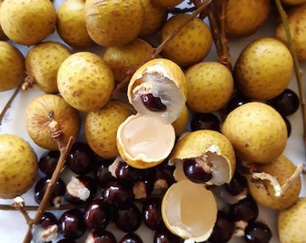 longan seeds Dimocarpus longan