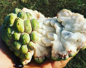 sugar apple seeds