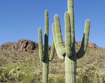 Saguaro Cactus Seeds Carnegiea gigantea