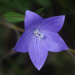 Platycodon grandiflorus/ korean balloonflower seeds