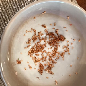 May include: A white ceramic bowl filled with small, light brown seeds. The seeds are scattered throughout the bowl, with some clumped together.