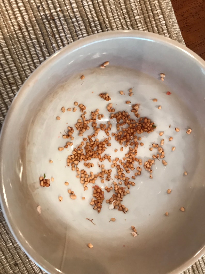 May include: A white ceramic bowl filled with small, light brown seeds. The seeds are scattered throughout the bowl, with some clumped together.