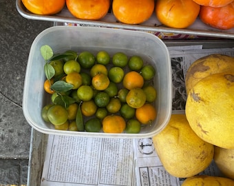 Calamansi Seeds Citrus × microcarpa