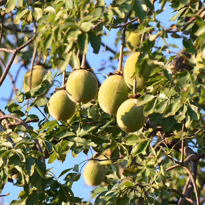 Baobab Seeds adansonia digitata image 2