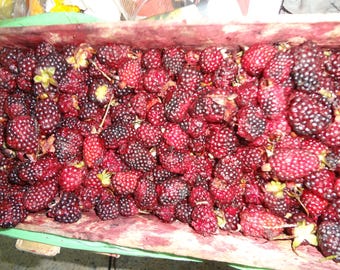 peruvian mora fruit seeds Rubus glaucus