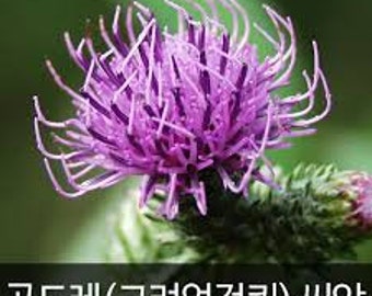 cirsium setidens/ korean Thistle seeds