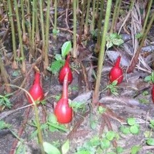 alligator pepper seeds