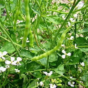 rat tail radish seeds Raphanus caudatus