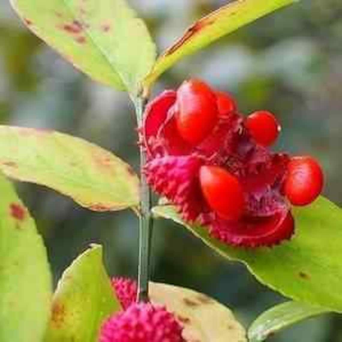 American Strawberry Bush/ Euonymus Americanus Etsy