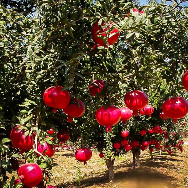 25 wonderful variety pomegranate seeds