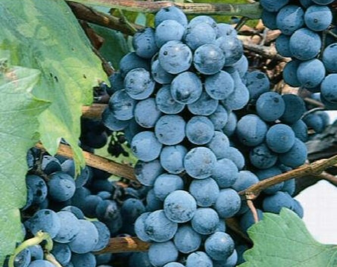 Concord Grape Seeds Etsy