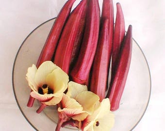 Red Okra Seeds ~ Abelmoschus esculentus