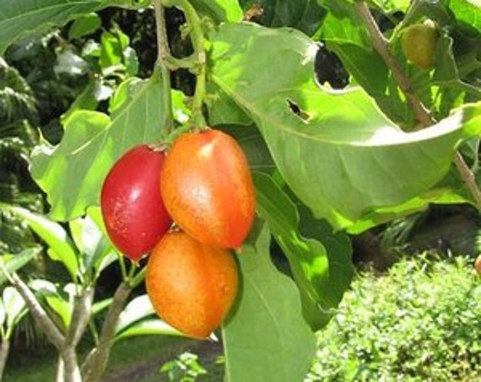 Rare Peanut Butter Fruit Seeds Bunchosia Argentea Etsy