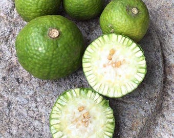 Krasang Seeds Feroniella lucida
